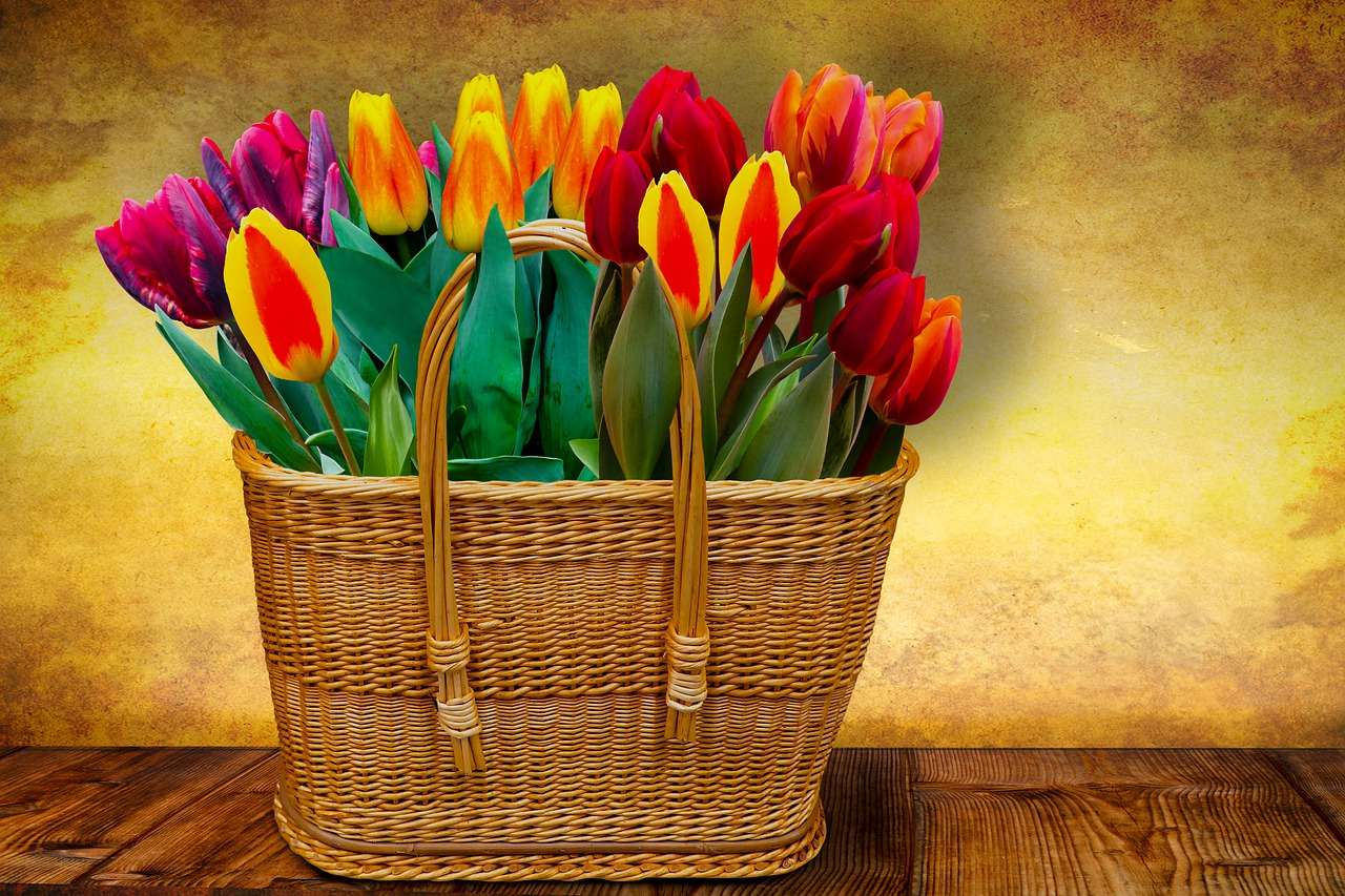 tulipánok, tavasz, francia életérzés